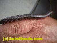 /home//u458753944/public_html/sourcegallery//Insects and small critters/millipedes and centipedes/DSCN1191.JPG